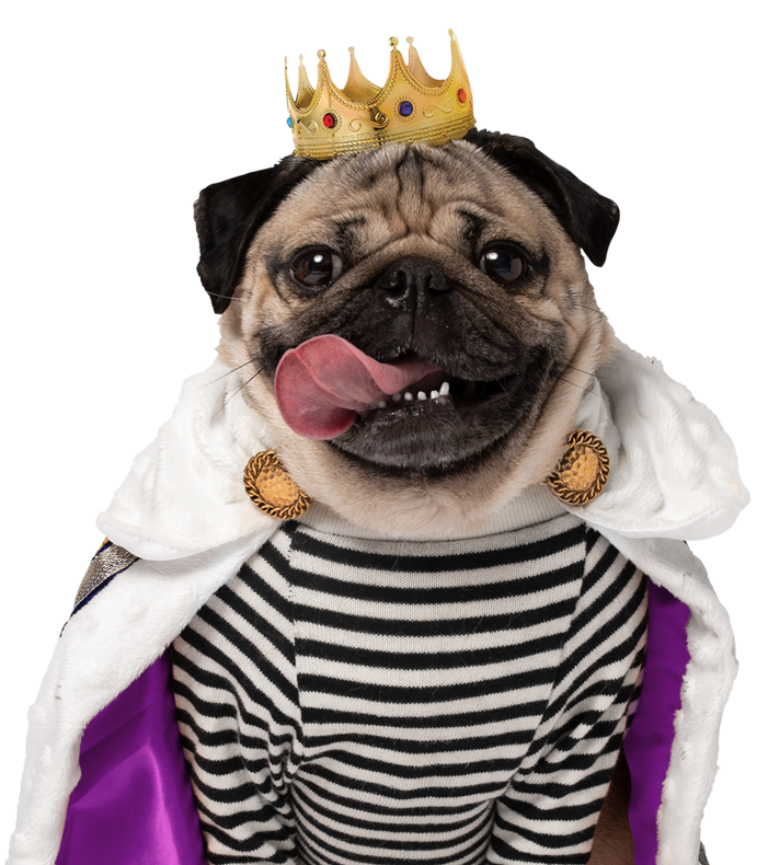 King Doug the Pug